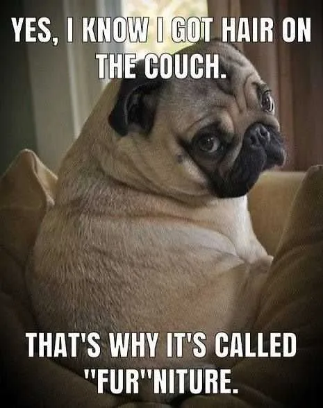 Funny Pug Furniture