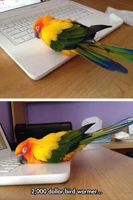 Funny Bird Warmer