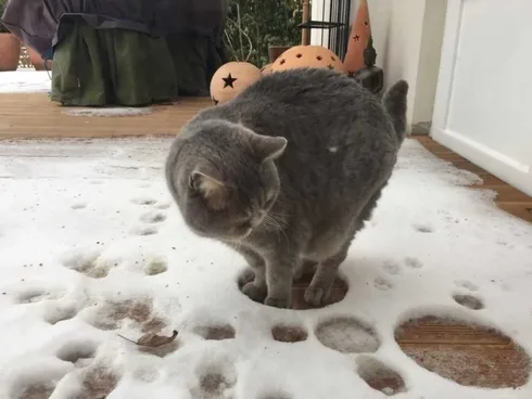 Funny Cat Hole