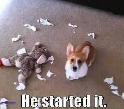 Funny Corgi Started