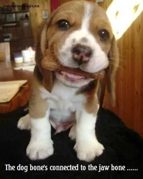 Funny Dog Bone