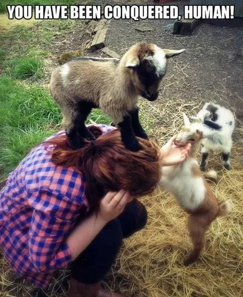 Funny Goat Human