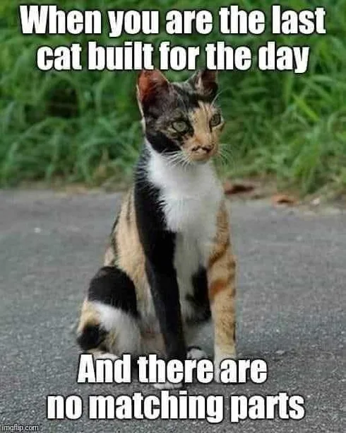 Funny Lazy