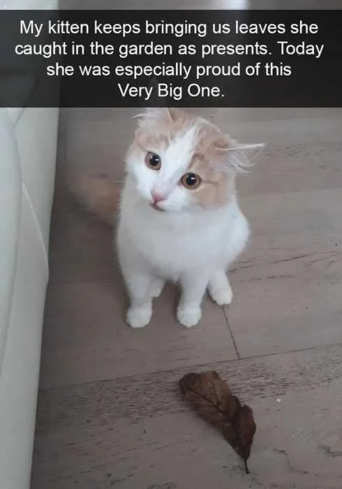 Funny Leafs Cat