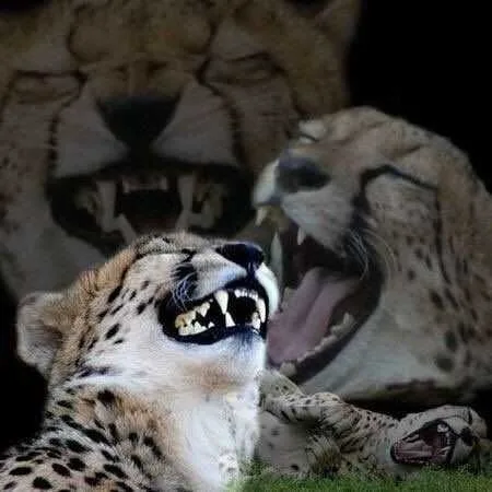 Funny Leopard Cat
