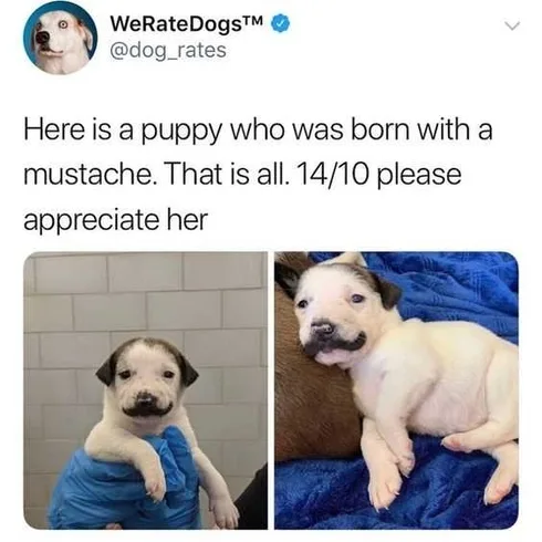 Funny Ratepuppy