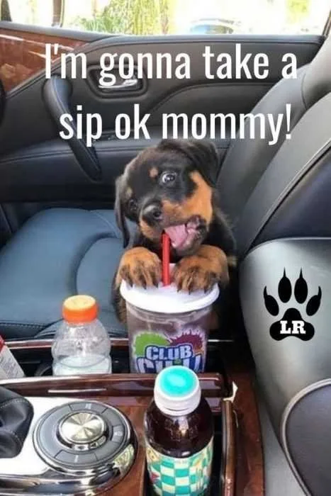 Funny Sipp