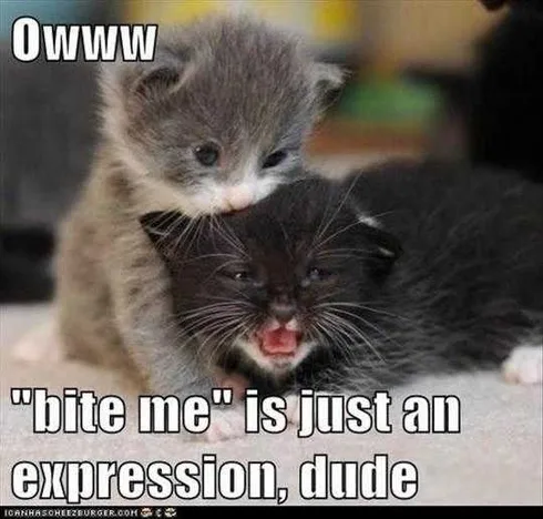 Pet Bite