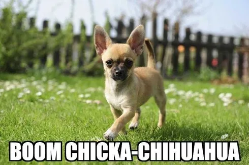 Pet Boom