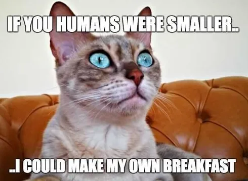 Pet Breakfast