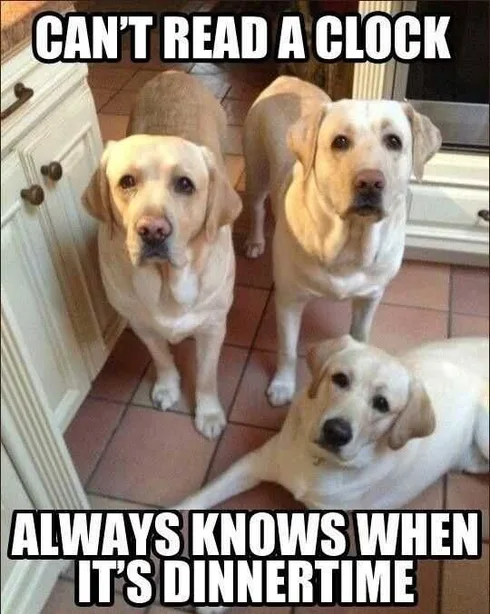 Pet Dinnertimealways