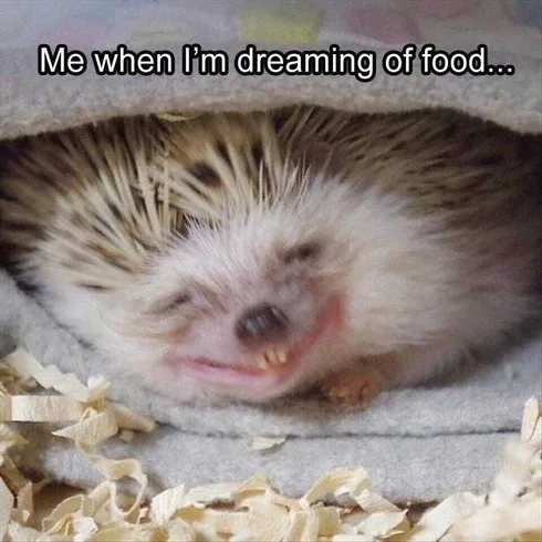 Pet Dreamingoffood