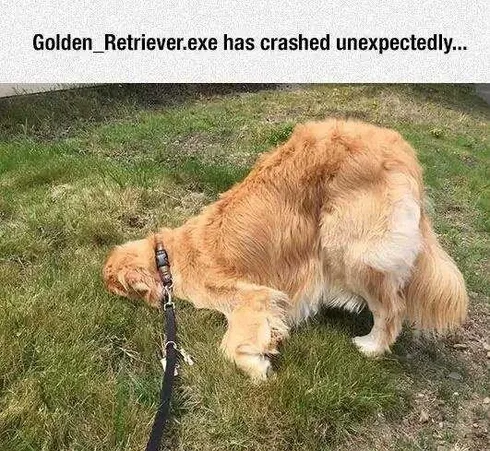 Pet Failgolden