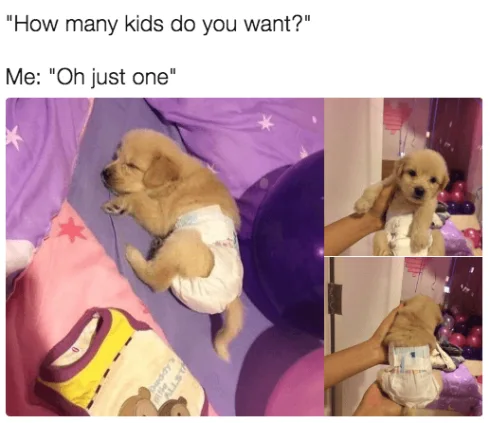 Pet Justone