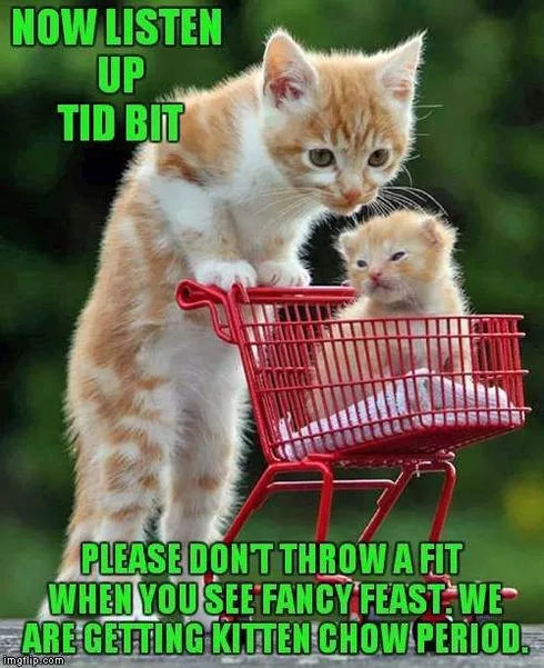 Pet Kittenchow