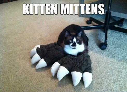 Pet Kittenmtens