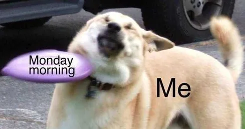 Pet Mondayme