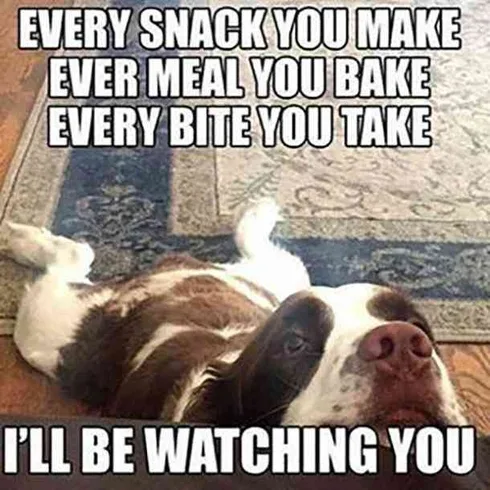 Pet Watchingyou