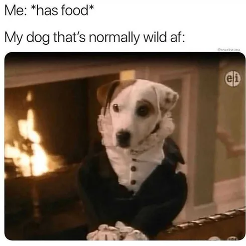 Pet Wildaf