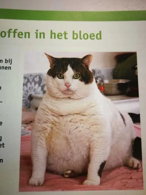 Funny-Absolute-Unit Funny Absolute Unit