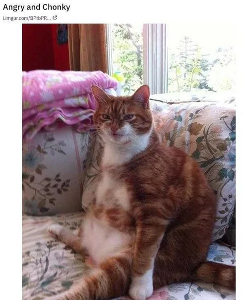 Funny-Angry-Chonk Funny Angry Chonk