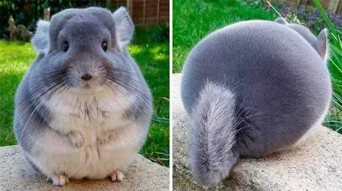 Funny-Chonk-Tai Funny Chonk Tai