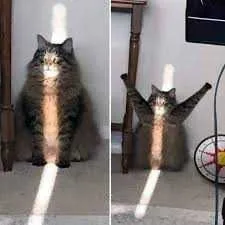 Funny-Chonkey-Light Funny Chonkey Light