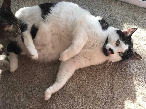 Funny-Chonky-Blep Funny Chonky Blep 1