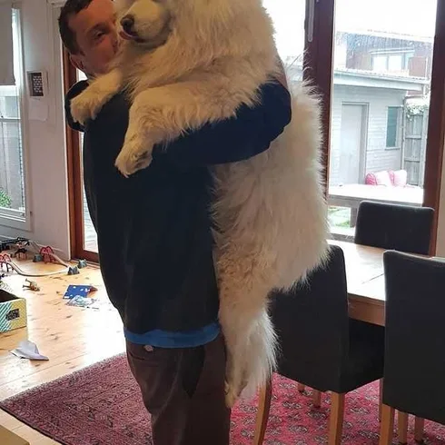 Funny-Chonky-Dog Funny Chonky Dog