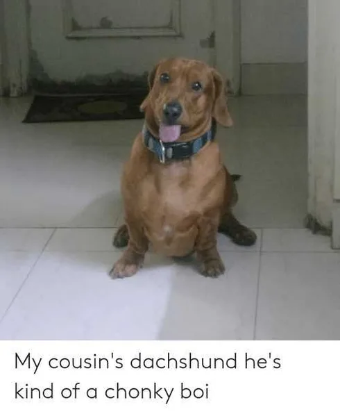 Funny-Chonky-Doxie Funny Chonky