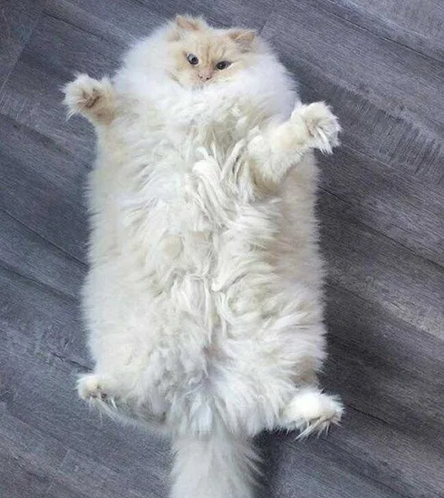 Funny-Chonky-Fluffy Funny Chonky Fluffy