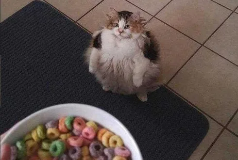 Funny-Chonky-Loop Funny Chonky Loop