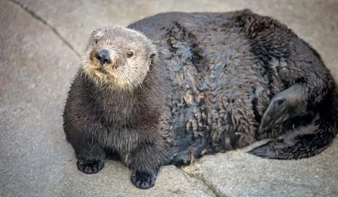 Funny-Chonky-Otter Funny Chonky Otter