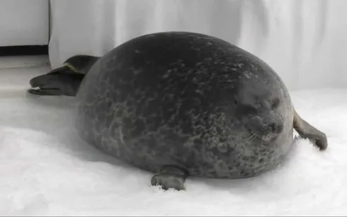 Funny-Chonky-Seal Funny Chonky Seal