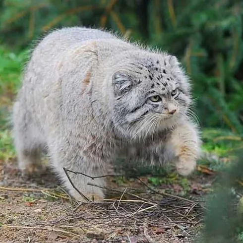Funny-Chonkycat-Hunt Funny Chonkycat Hunt