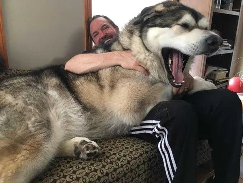 Funny-Dog-Chonk Funny Dog Chonk