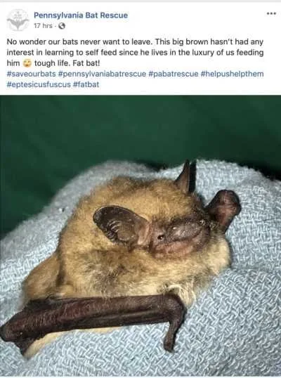 Funny-Fat-Bat Funny Fat Bat