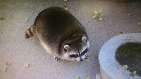 Funny-Fat-Racooon Funny Fat Racooon