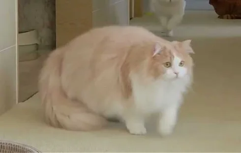 Funny-Orange-And-White-Chonk Funny Orange And White Chonk