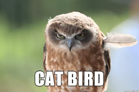 Animal-Bird-Cat Animal Bird Cat