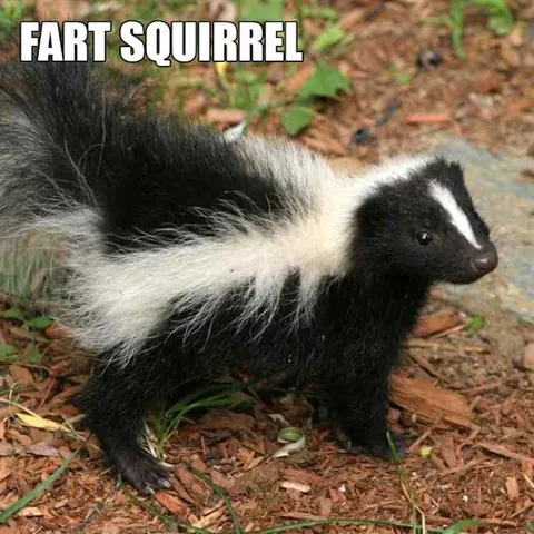 Animal-Fart-Squirrel Animal Fart Squirrel