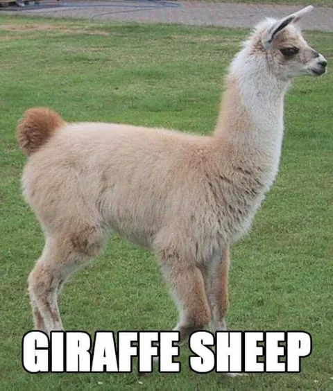 Animal-Giraffe-Sheep Animal Giraffe Sheep