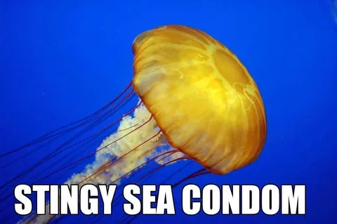 Animal-Jellyfish Animal Jellyfish