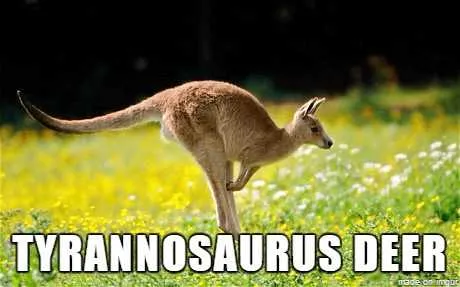 Animal-Kangaroo Animal Kangaroo