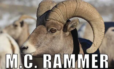 Animal-Mc-Rammer Animal Mc Rammer