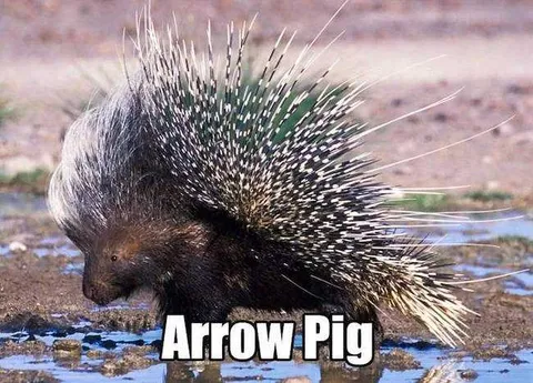 Animal-Porcupine Animal Porcupine