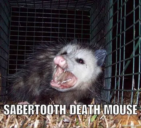 Animal-Sabermouse Animal Sabermouse