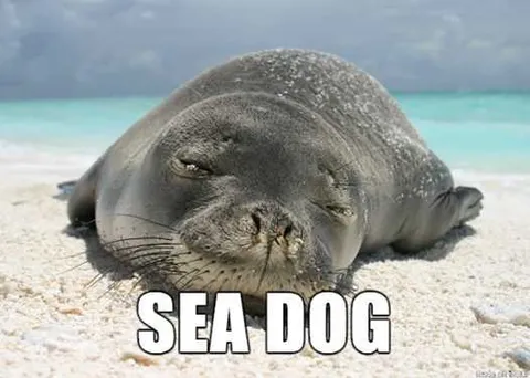 Animal-Sea-Dog Animal Sea Dog