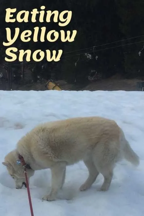 Eating Yellow Snow Husky Eating Yellow Snow