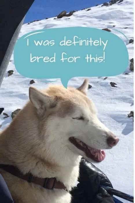 Huskies Were Bred For This Husky Riding Chairlift At Ski Resort
